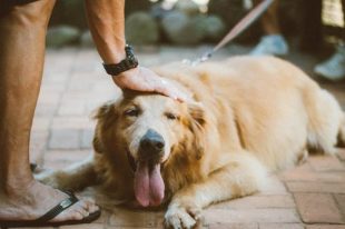 Tips for Taking Care of a Senior Dog